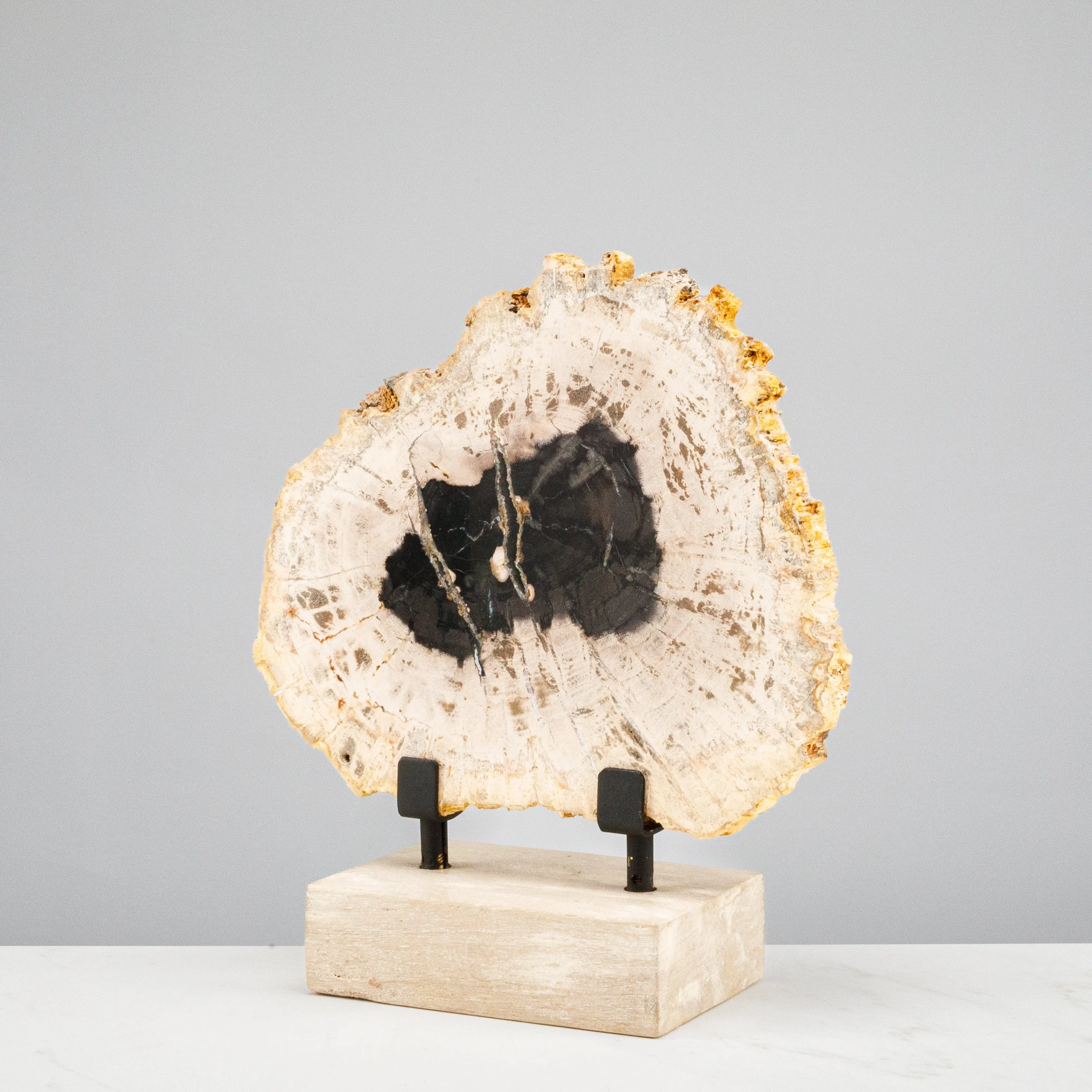 12 Black Petrified Wood Slice on Stand