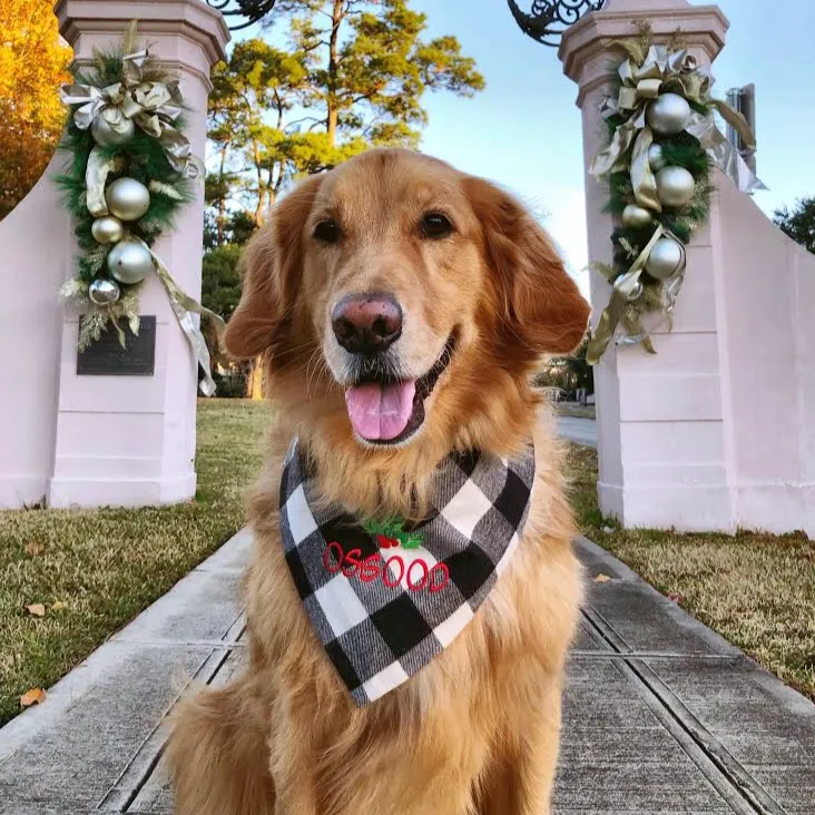 Personalized Flannel Dog Bandanas