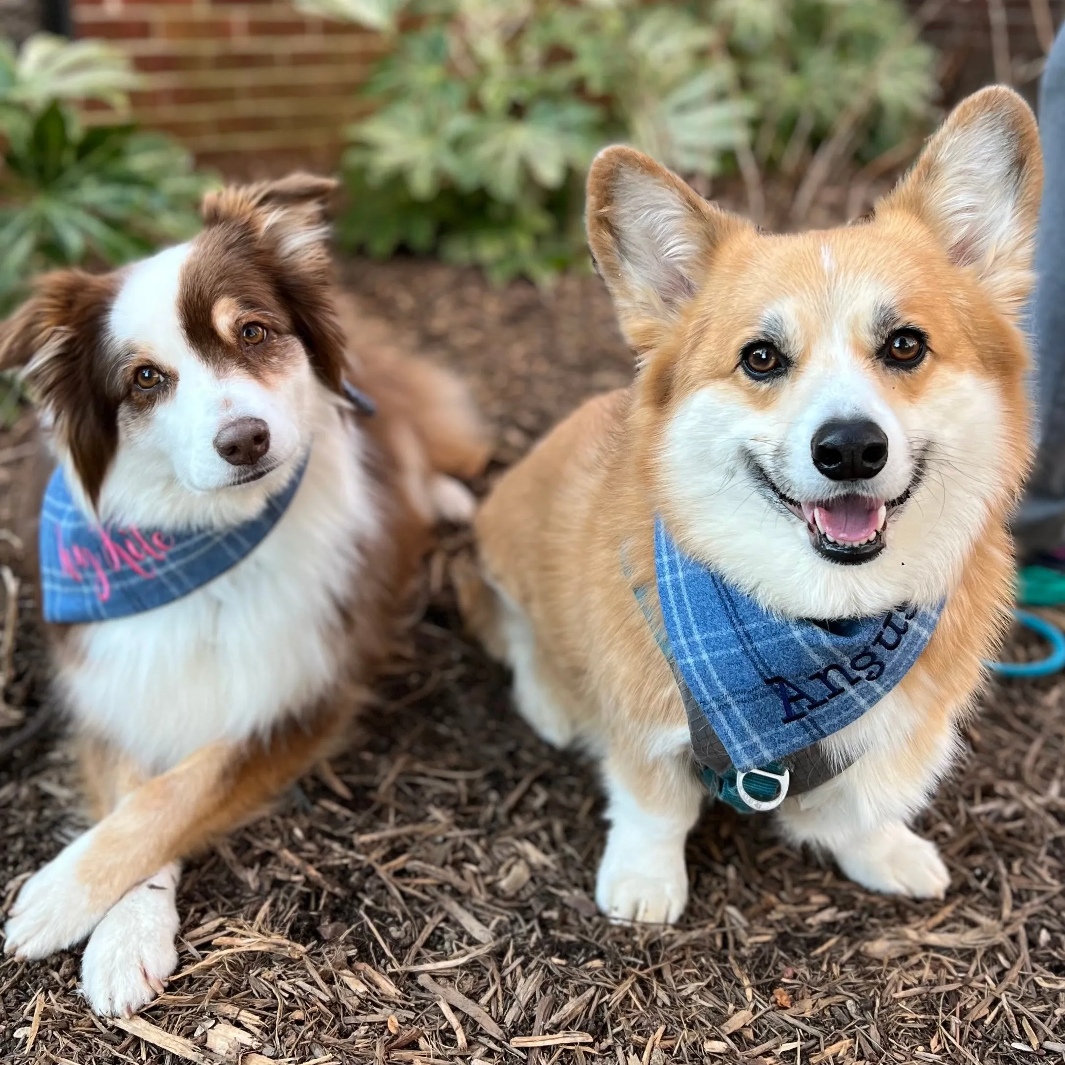 Personalized Flannel Dog Bandanas