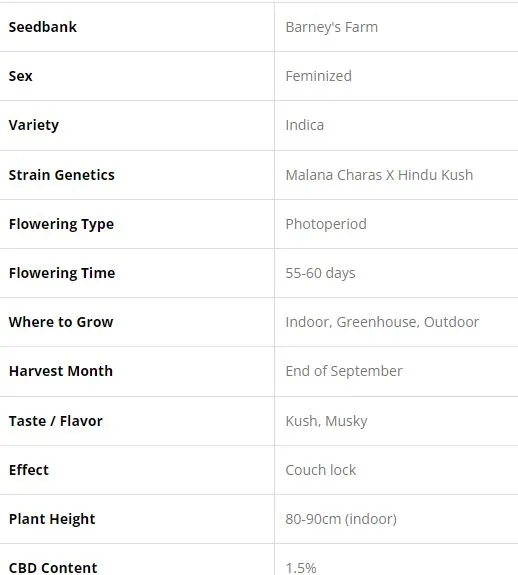 SEE020: Violator Kush FEM - 3 Seeds