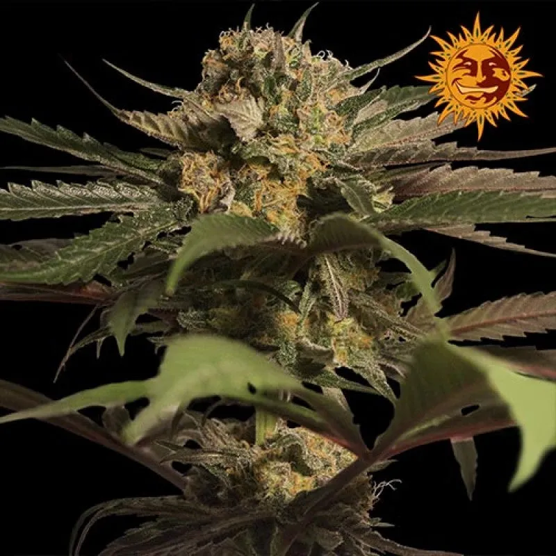 SEE020: Violator Kush FEM - 3 Seeds