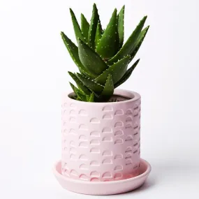 Semi Circle Tray Planter Pink