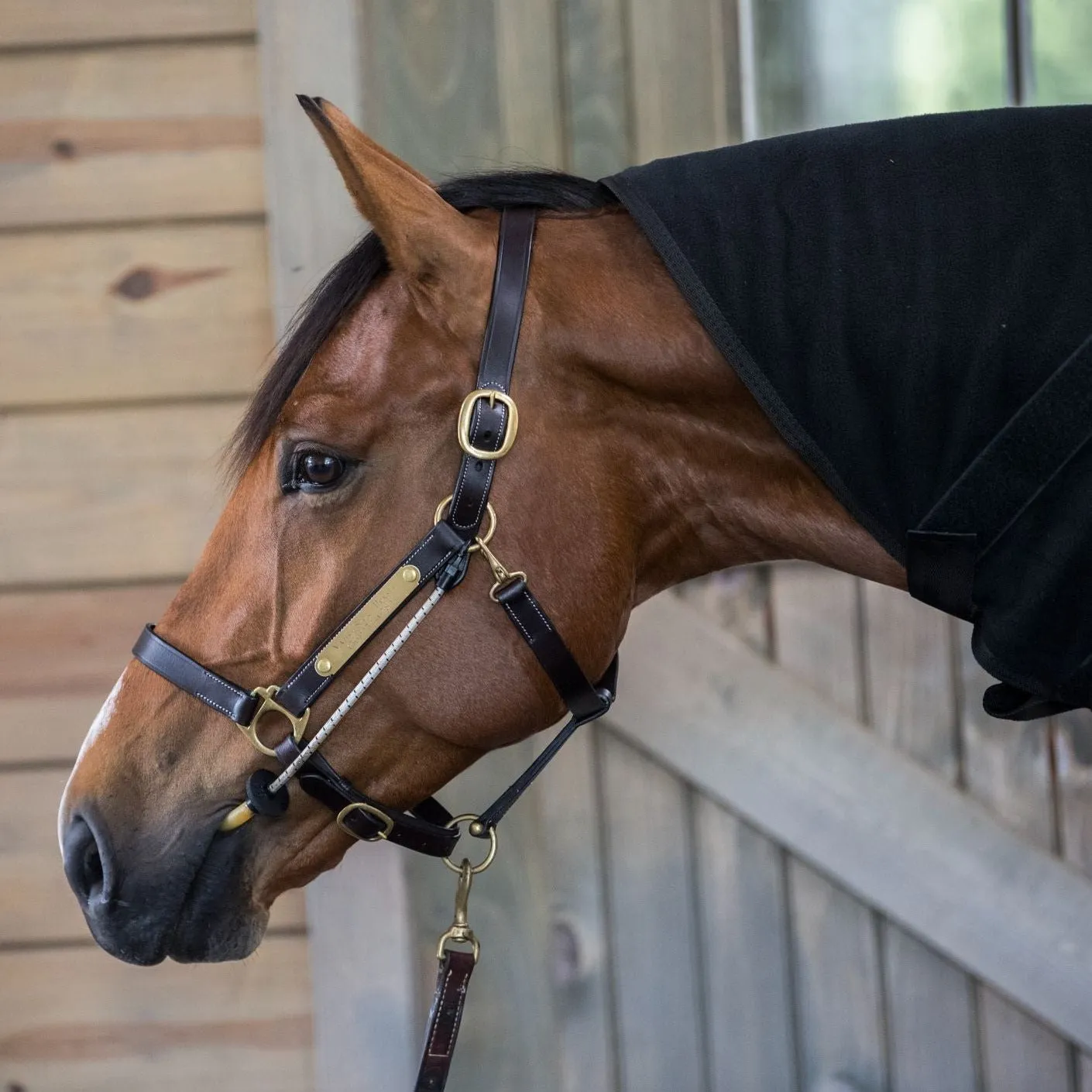 ThinLine Busy Buddy Halter