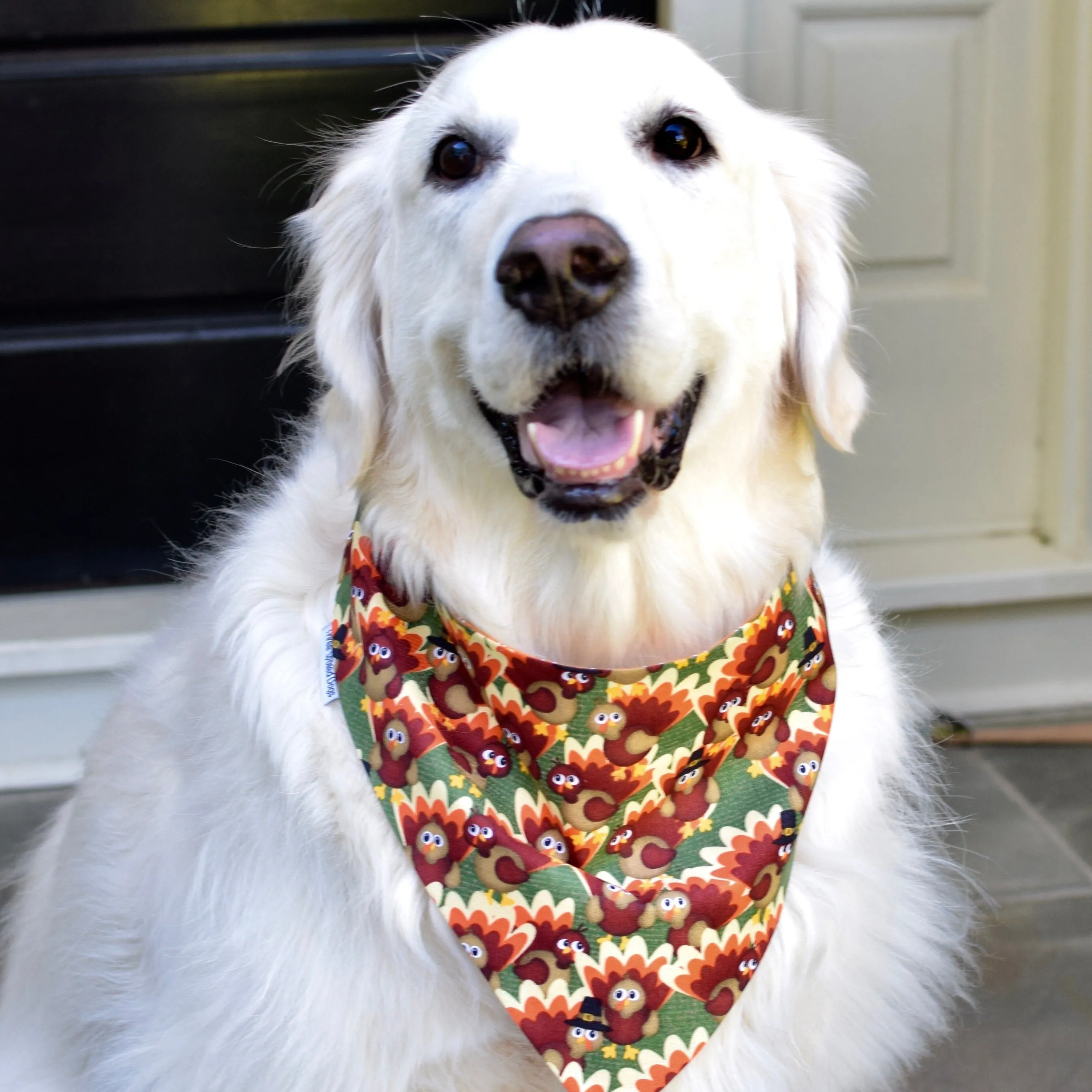 Turkeys & Pumpkins Fall Harvest Pet Bandanas