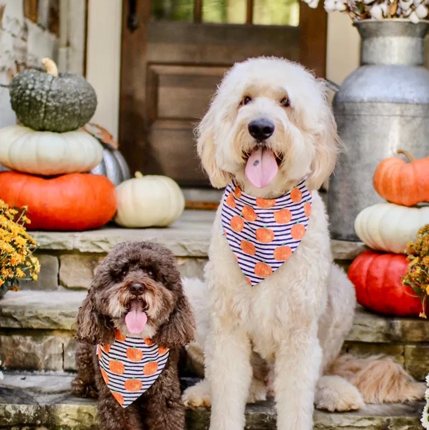 Turkeys & Pumpkins Fall Harvest Pet Bandanas